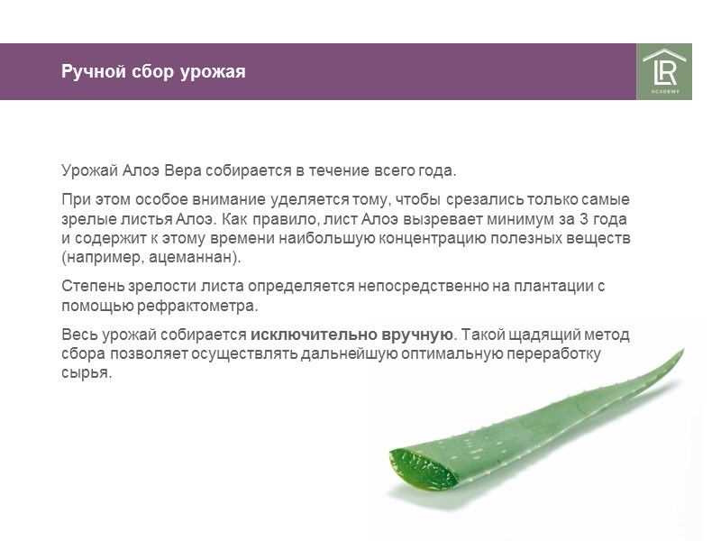 Ручной сбор урожая Урожай Алоэ Вера собирается в течение всего года. При этом особое Ручной сбор урожая Урожай Алоэ Вера собирается в течение всего года. При этом особое